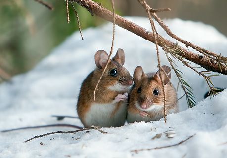Самые смешные животные