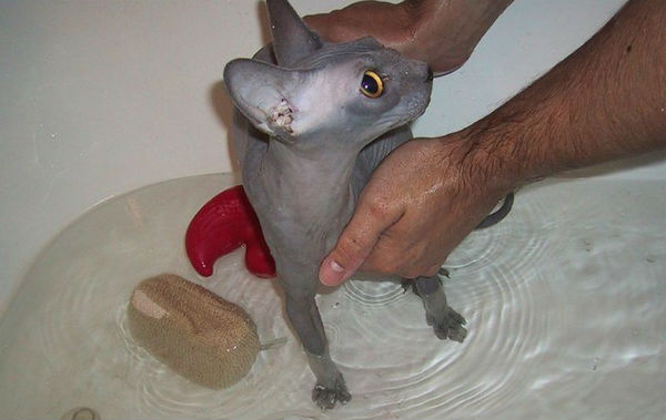 Коты из сети