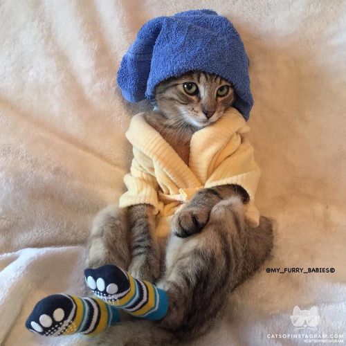 Подборка забавных животных