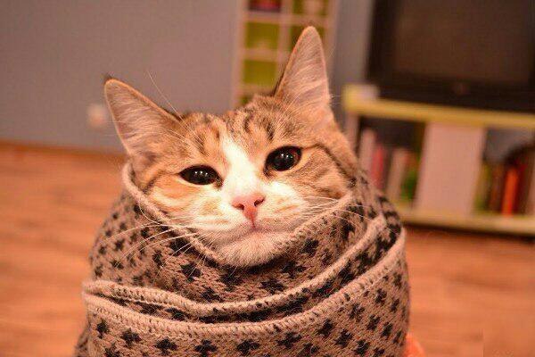 Коты и Кошки