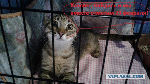 Котята-симпатяги: девочка белая трехцветная и парень-шпротик. Ищу ручки.