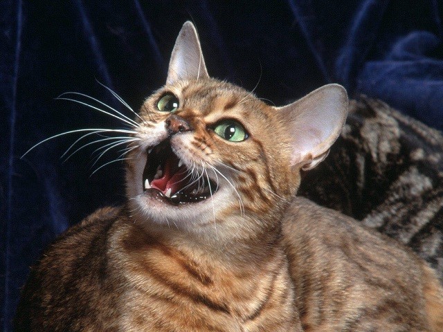 Прикольных котов пост