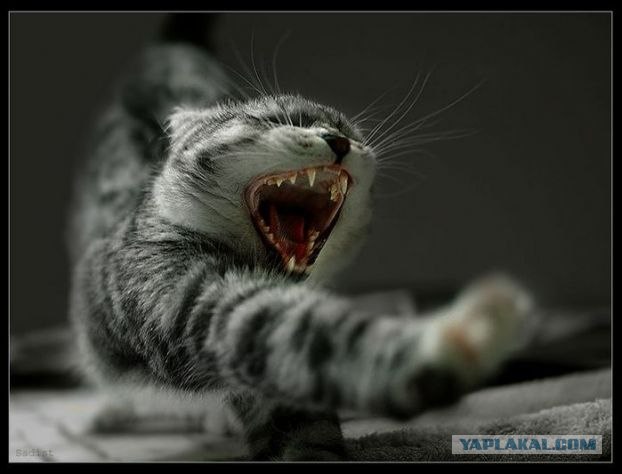 Котовторник на ЯПлакалъ