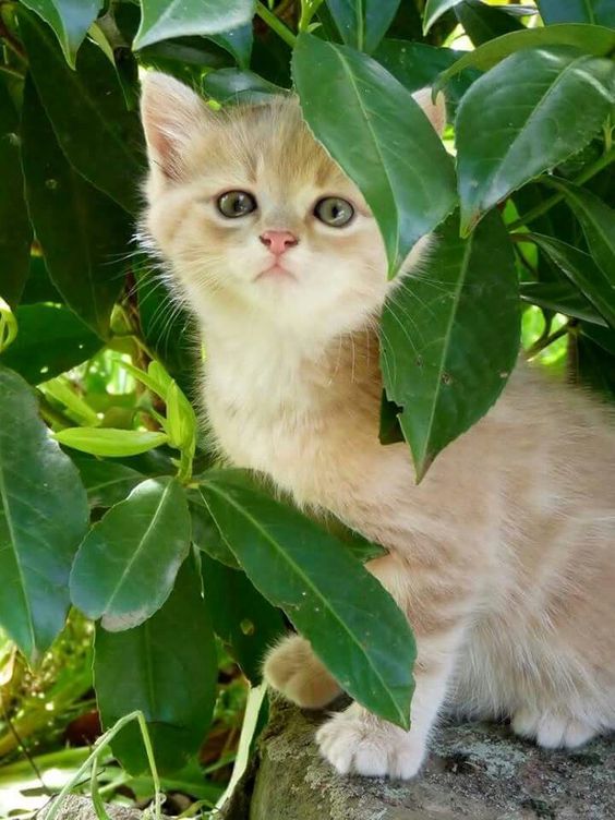 Прикольных котов пост