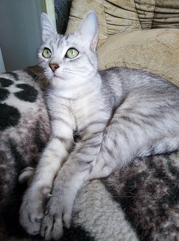 Отданные даром. К котовторнику