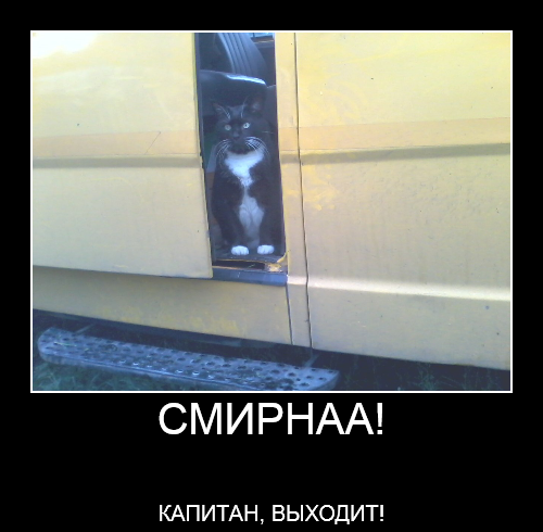 Честный баттл: АвтоКоты VS АвтоПсы