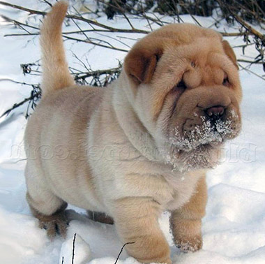 10 самых агрессивных пород собак