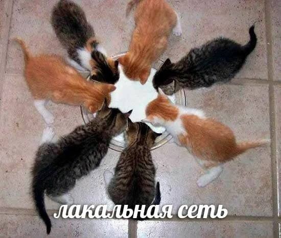 К котовторнику: подборка картинок-баянов с котиками и про котиков. Выпуск 43.