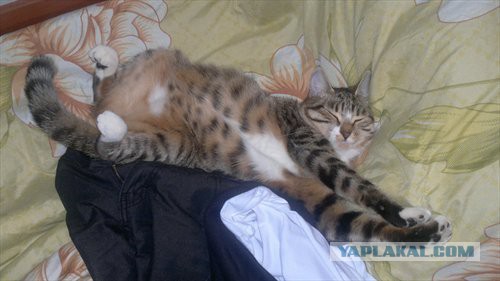 Котовторник 22.07.14