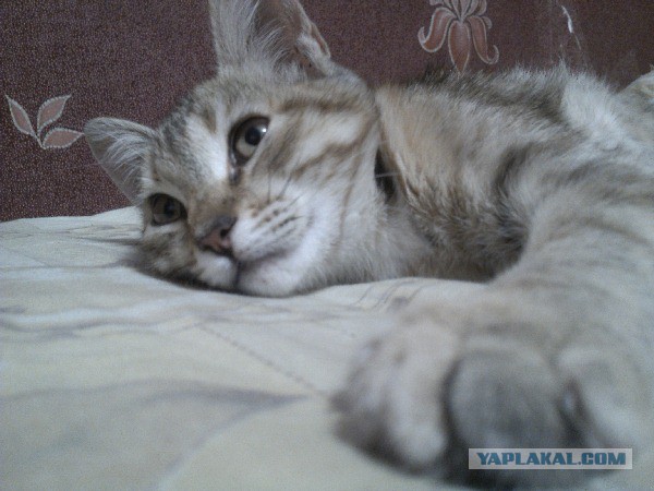 Котовторник 09.09.2014