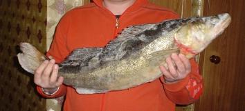 День Судака, или как мы с пельменной иглы слазили