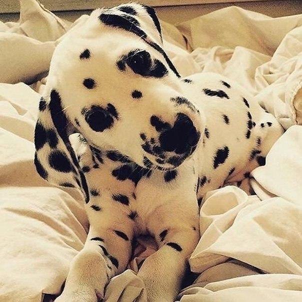 Самые смешные животные
