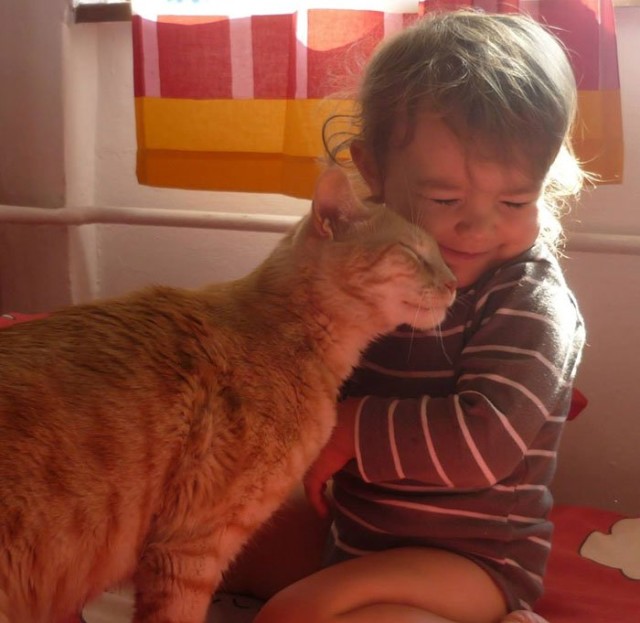 Коты и Кошки