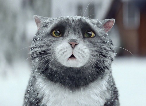 Коты и Кошки