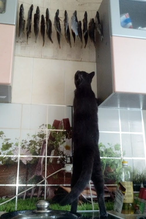 Котовторник 07.11.2017