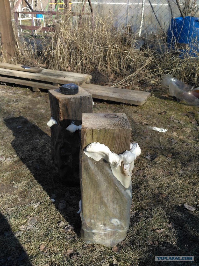 Названия комнатных цветов, каталог комнатных цветов с фото 94 Названия комнатных цветов, каталог комнатных цветов с фото 71