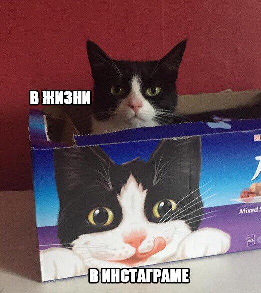 Кот без прикрас