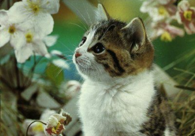 Котовторник на ЯПлакалъ (27.05.08), прикольные коты, добавляем свои!