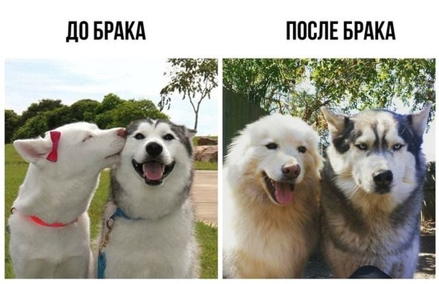 Картинки по-приколу