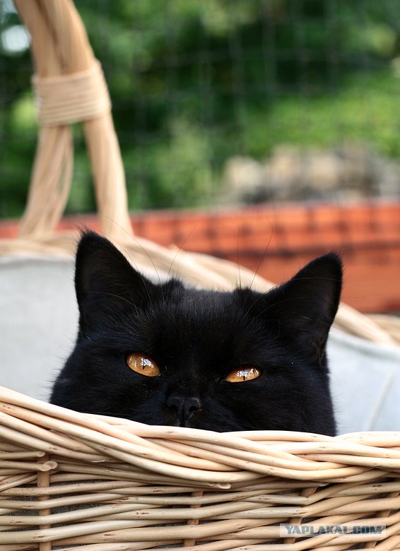 Внимание! На ЯПе КОТОВТОРНИК. 23.09.08.