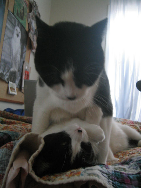 Котовторник (13.01)