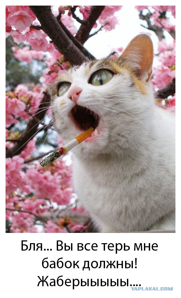 Котовторник, Весна, Цветы!