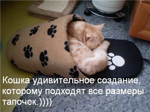 Ура, котовторник!