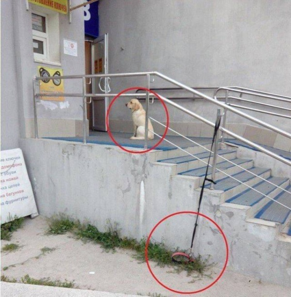 Милые животные. Мимиметр сломался