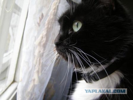Котовторник