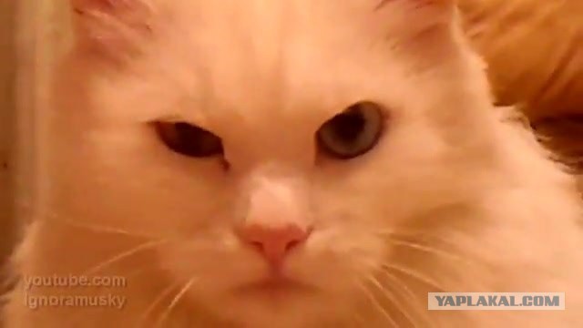 Происхождение интернет мемов которые мы все так любим