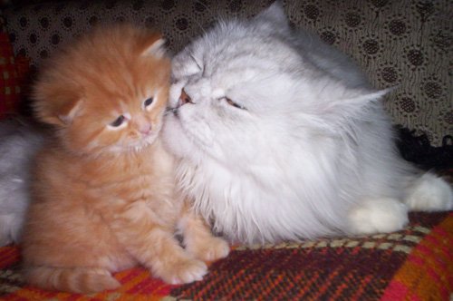 Котовторник уже сегодня!