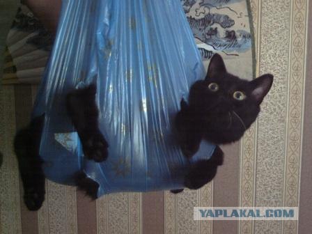 Котовторник (10.01.2012)