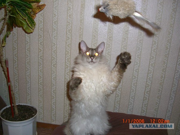 Котовторник 20.03.2012