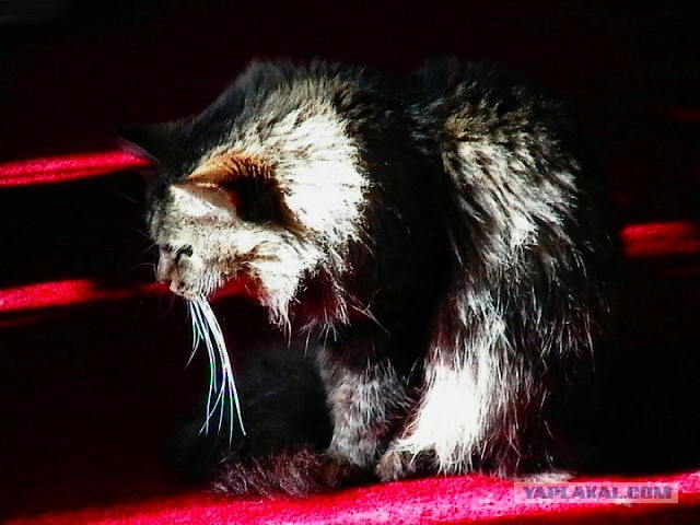 Моя котэ, фотосет ради усов.