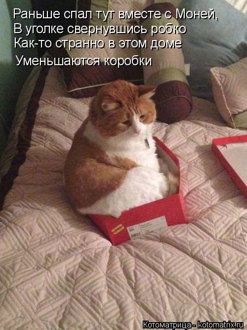 Кошки отдыхают