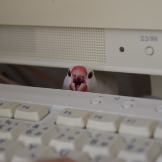 Живность из сети