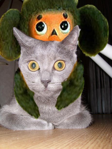 Отжабте моего кота