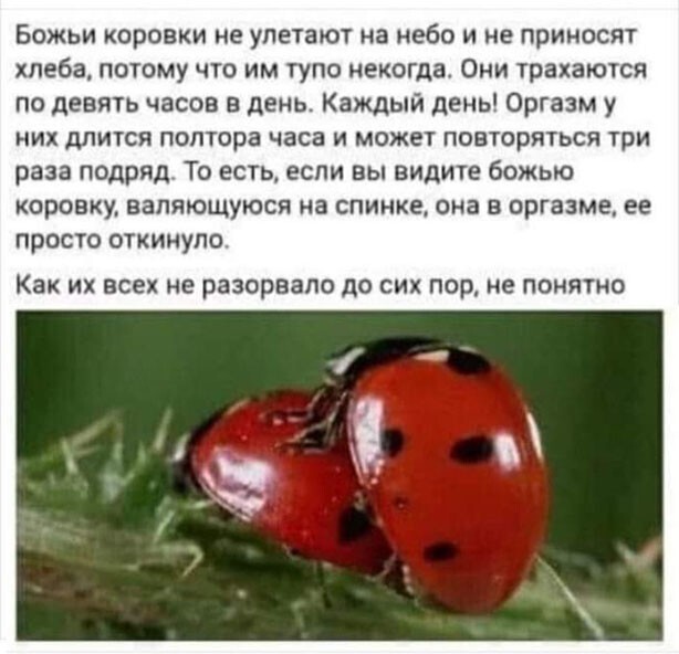 Баянисто-небаянистый юмор. 9.10.20