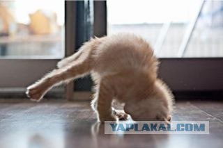 Кот - летяга