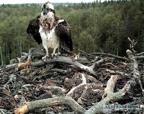 Прямая трансляция из Гнезда