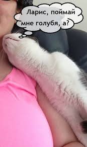 Здравствуйте
