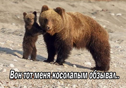 Медведи, они как котики, нотолько медведи