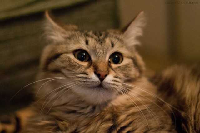 Котовторник 09.04.2013