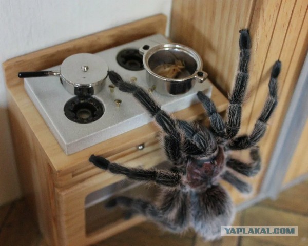 Содержимое раковины