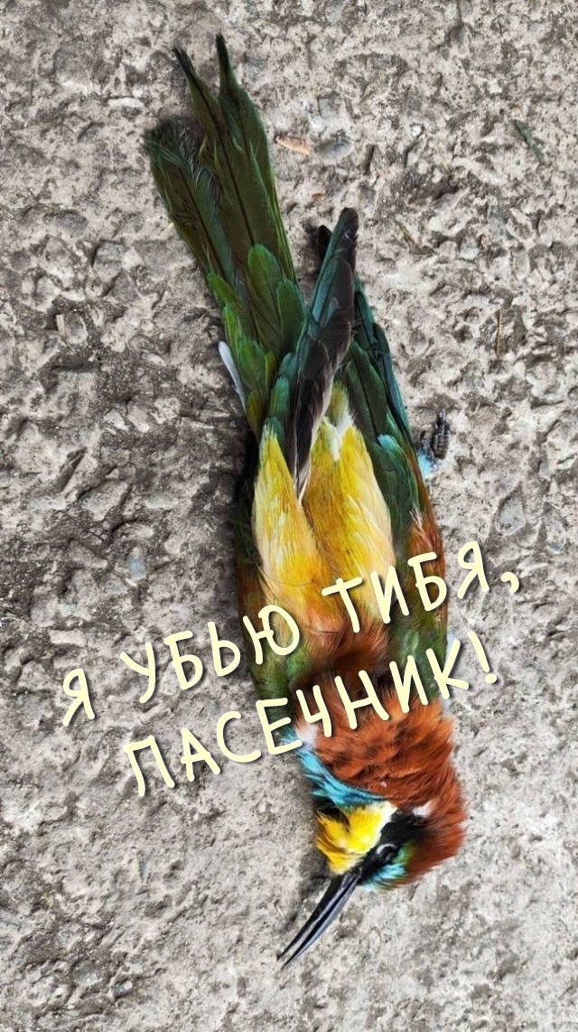 В Краснодарском крае пасечник натянул сетку, чтобы птицы не охотились на его пчел.