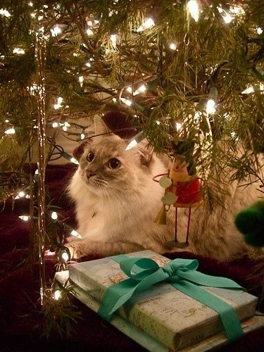 Прикольные и просто красивые картинки 31.12.2024
