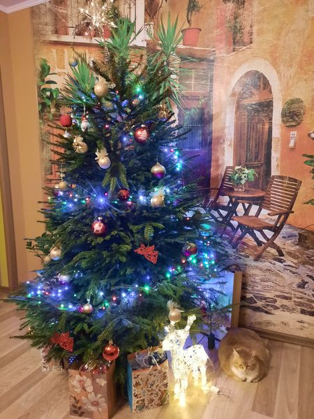 Котовторник 31.12.2024. Последний котовторник года