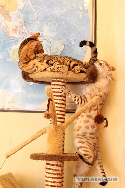 О бенгальских котах на наглядном примере