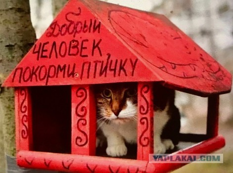 Бронедом для птиц, или почему я теперь не люблю дятлов
