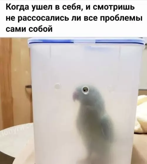 Так себе картинки 10.11.25